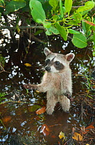 Pygmy Raccoon (Procyon pygmaeus) in mangrove swamp, Cozumel Island, Mexico. Critcally endangered species with less than 500 in existence.