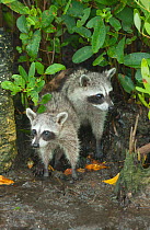 Pygmy Raccoons (Procyon pygmaeus) amongst mangroves, Cozumel Island, Mexico. Critcally endangered species with less than 500 in existence.