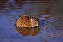 Brown rat (Rattus norvegicus) sitting in pool feeding, Warwickshire, England, UK, February