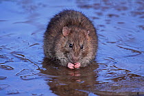 Brown rat (Rattus norvegicus) sitting in freezing pool feeding, Warwickshire, England, UK, February