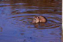Brown rat (Rattus norvegicus) sitting in pool feeding, Warwickshire, England, UK, February