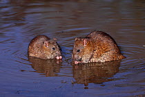 Brown rats (Rattus norvegicus) sitting in pool feeding, Warwickshire, England, UK, February