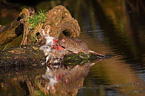 Brown rats (Rattus norvegicus) feeding on rabbit carcass, Warwickshire, England, UK, February