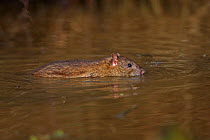 Brown rats (Rattus norvegicus) swimming in pool, Warwickshire, England, UK, February