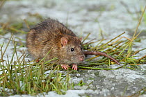 Brown rats (Rattus norvegicus) sitting on frozen pool, Warwickshire, England, UK, February