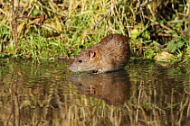Brown rat (Rattus norvegicus) standing in water, Warwickshire, England, UK, February