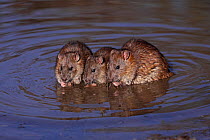 Brown rat (Rattus norvegicus) group of 3 sitting in pool feeding, Warwickshire, England, UK, February