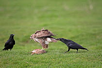 Carrion crows (Corvus corone) harassing Buzzard (Buteo buteo) with prey, Warwickshire, England, UK, March