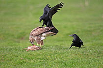 Carrion crows (Corvus corone) harassing Buzzard (Buteo buteo) with prey, Warwickshire, England, UK, March