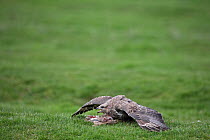 Common buzzard (Buteo buteo) mantling / shielding rabbit prey with wings, Warwickshire, England, UK, March