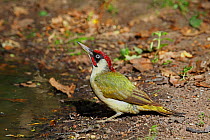 Green woodpecker (Picus viridis) drinking at woodland pool,  Warwickshire, England, UK, June