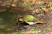 Green woodpecker (Picus viridis) drinking at woodland pool,  Warwickshire, England, UK, June