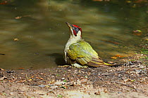 Green woodpecker (Picus viridis) bathing at woodland pool,  Warwickshire, England, UK, June