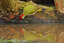 Green woodpecker (Picus viridis) drinking at woodland pool,  Warwickshire, England, UK, February