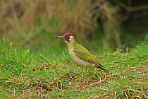 Green woodpecker (Picus viridis) standing in field anting, Warwickshire, England, UK, February