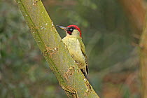 Green woodpecker (Picus viridis) perched in tree, Warwickshire, England, UK, February