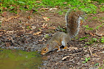 Grey squirrel (Sciurus carolinensis) drinking at woodland pool, Warwickshire, England, UK, June.
