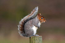 Grey squirrel (Sciurus carolinensis) on fence post, Warwickshire, England, UK, February.