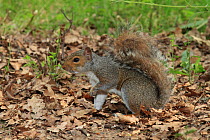 Grey squirrel (Sciurus carolinensis) on woodland floor, Warwickshire, England, UK, July.