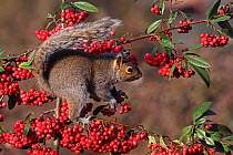 Grey squirrel (Sciurus carolinensis) sitting on cotoneaster with berries, Warwickshire, England, UK, January