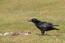 Raven (Corvus corax) feeding on rabbit in field, Warwickshire, England, UK, March.