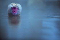 Japanese Macaque (Macaca fuscata) female submerged in a thermal hotspring pool. Jigokudani Yean-Koen National Park, Japan, February.