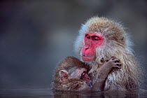 Japanese Macaque (Macaca fuscata) female with suckling baby submerged in a thermal hotspring pool. Jigokudani Yean-Koen National Park, Japan, February.
