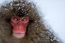 Japanese Macaque (Macaca fuscata) sub-adult covered in snow - portrait. Jigokudani Yaen-Koen National Park, Japan, February.