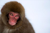 Japanese Macaque (Macaca fuscata) baby portrait. Jigokudani Yaen-Koen National Park, Japan, February.