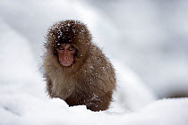 Japanese Macaque (Macaca fuscata) baby portrait. Jigokudani Yean-Koen National Park, Japan, February.