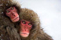 Japanese Macaque (Macaca fuscata) juveniles huddling together for warmth. Jigokudani Yean-Koen National Park, Japan, February.