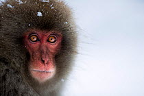 Japanese Macaque (Macaca fuscata) sub-adult portrait. Jigokudani Yean-Koen National Park, Japan, February.
