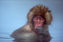 Japanese Macaque (Macaca fuscata) baby submerged in a thermal hotspring pool. Jigokudani Yean-Koen National Park, Japan, February.