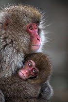 Japanese Macaque (Macaca fuscata) female cuddling her baby. Jigokudani Yean-Koen National Park, Japan, February.
