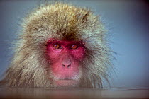 Japanese Macaque (Macaca fuscata) female portrait. Jigokudani Yean-Koen National Park, Japan, February.