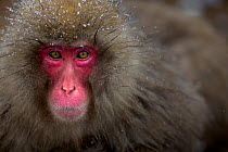 Japanese Macaque (Macaca fuscata) female portrait. Jigokudani Yean-Koen National Park, Japan, February.