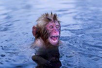 Japanese Macaque (Macaca fuscata) baby screaming while submerged in thermal hotspring pool. Jigokudani Yaen-Koen National Park, Japan, February.