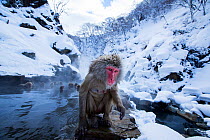Japanese Macaque (Macaca fuscata) female sitting on the edge of thermal hotspring pool. Jigokudani Yaen-Koen National Park, Japan, February.
