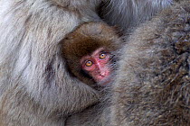 Japanese Macaques (Macaca fuscata) huddled together for warmth. Jigokudani Yaen-Koen National Park, Japan, February.
