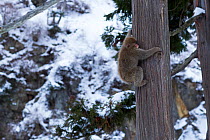 Japanese Macaque (Macaca fuscata) climbing pine tree. Jigokudani Yean-Koen National Park, Japan, February.