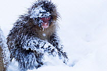 Japanese Macaque (Macaca fuscata) juvenile playing in the snow. Jigokudani Yaen-Koen National Park, Japan, February.