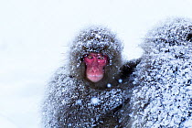 Japanese Macaque (Macaca fuscata) sub-adult portrait. Jigokudani Yaen-Koen National Park, Japan, February.