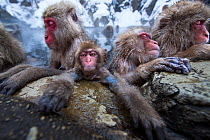Japanese Macaques (Macaca fuscata) resting at the edge of thermal hotspring pool. Jigokudani Yean-Koen National Park, Japan, February.