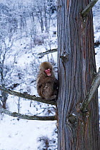 Japanese Macaque (Macaca fuscata) sitting on the branch of pine tree. Jigokudani Yean-Koen National Park, Japan, February.