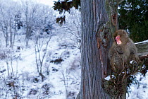 Japanese Macaque (Macaca fuscata) sitting on the branch of pine tree. Jigokudani Yean-Koen National Park, Japan, February.