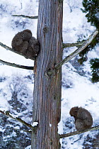 Japanese Macaques (Macaca fuscata) sitting in pine tree. Jigokudani Yaen-Koen National Park, Japan, February.