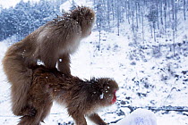 Japanese Macaques (Macaca fuscata) mating. Jigokudani Yaen-Koen National Park, Japan, February.