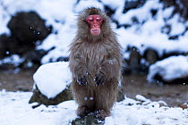 Japanese Macaque (Macaca fuscata) sub-adult being aggressive. Jigokudani Yaen-Koen National Park, Japan, February.