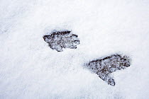 Japanese Macaque (Macaca fuscata) footprints in the snow. Jigokudani Yaen-Koen National Park, Japan, February.