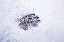 Japanese Macaque (Macaca fuscata) footprints in the snow. Jigokudani Yaen-Koen National Park, Japan, February.